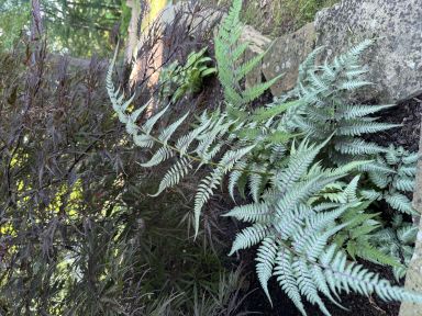 Japanese Painted Fern – – Shade Lover – Hardy – 4 inch cup